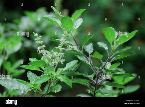 kerala tulasi 60 videos|Free Indian Medicine Plant Tulsi Videos .